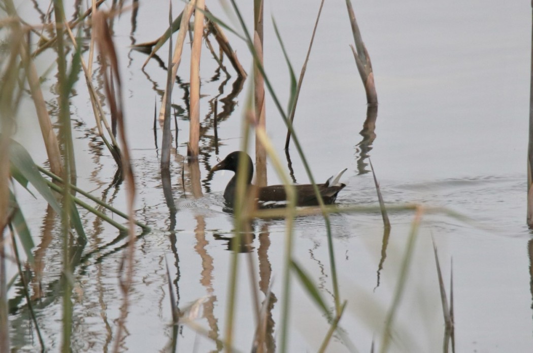 Common Moorhen