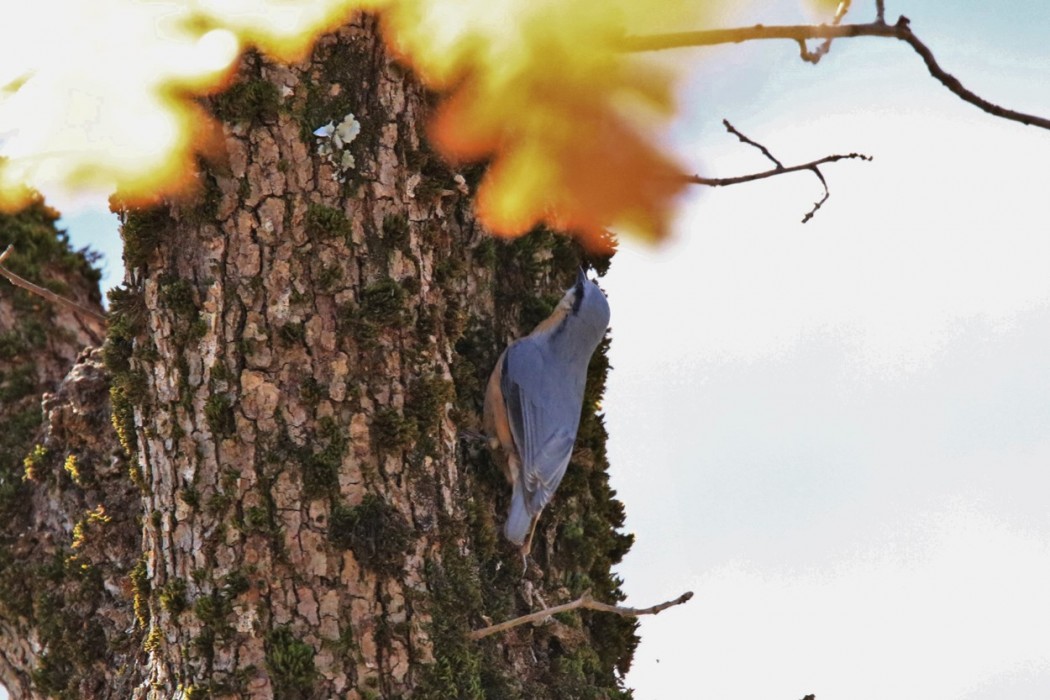 Eurasian Nuthatch