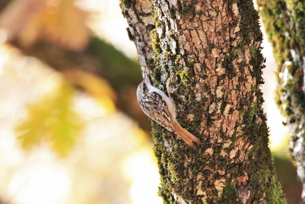 Short-toed Treecreeper