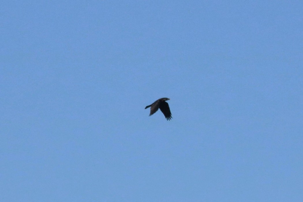 Northern Raven
