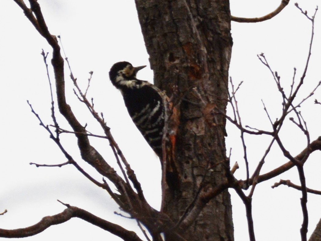 White-backed Woodpecker