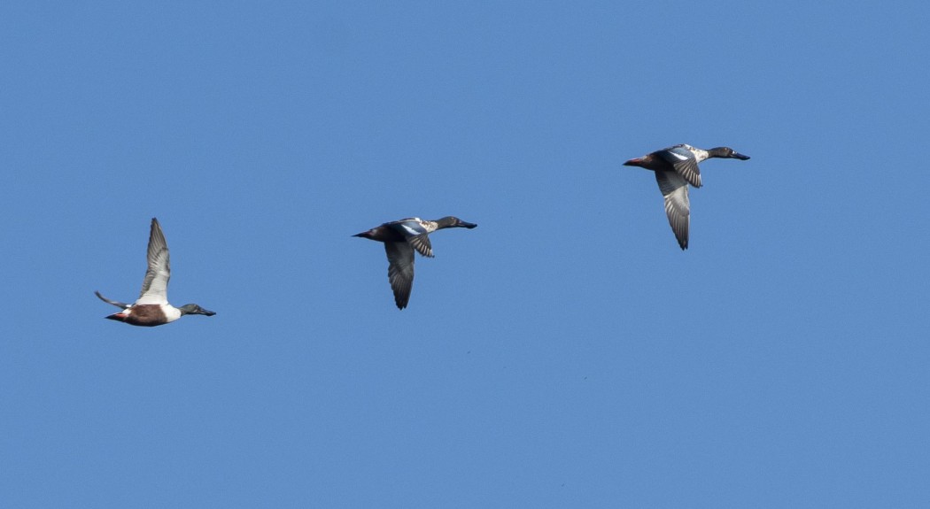 Northern Shoveler