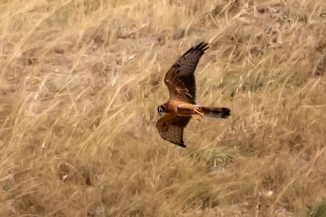 Montagu`s Harrier