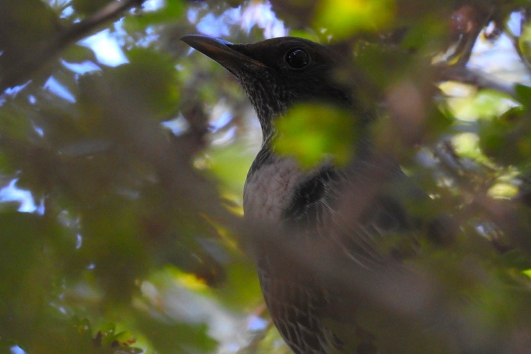 Ring Ouzel