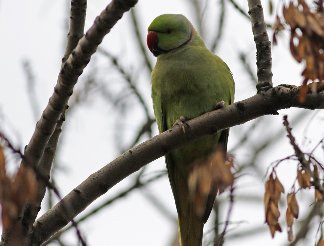 Rose-ringed Parakeet