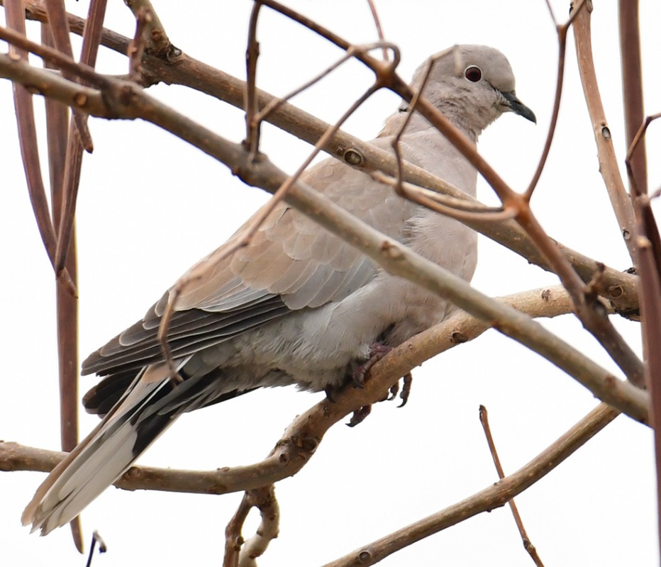 Eurasian Collared Dove