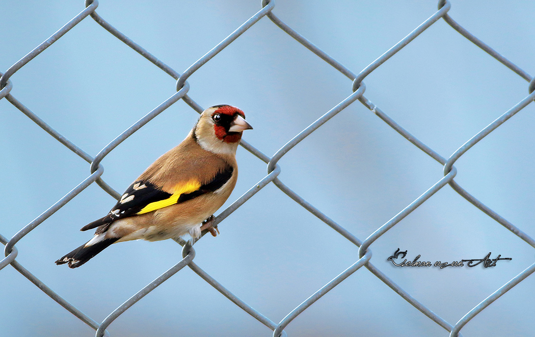 European Goldfinch