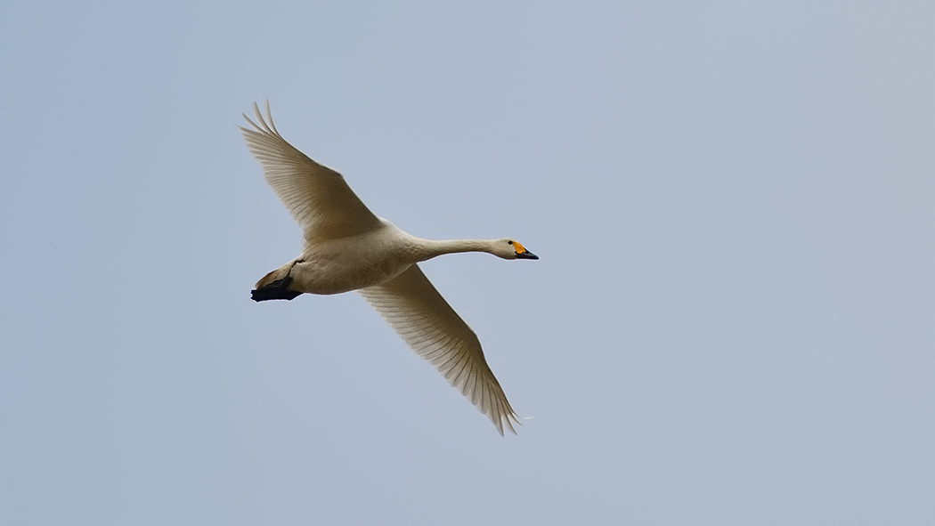 Tundra Swan