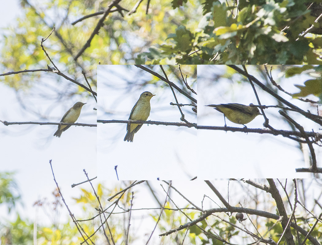 Icterine Warbler