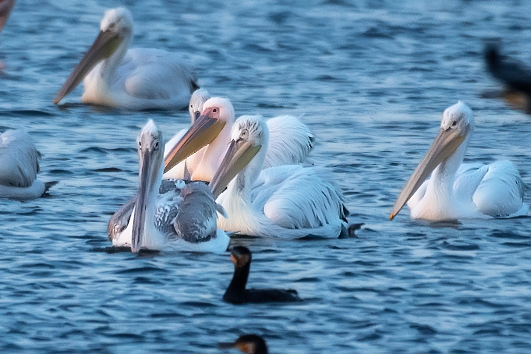 Great White Pelican
