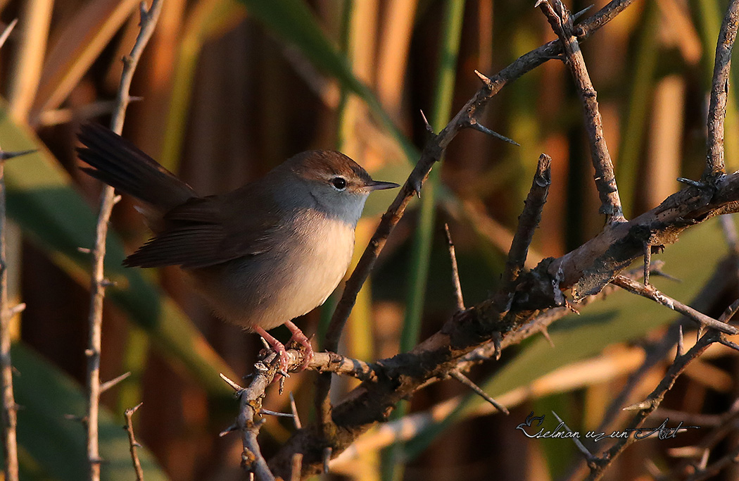 Cetti`s Warbler
