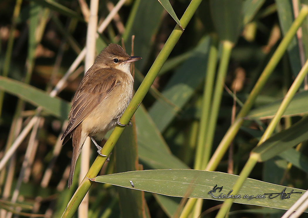Great Reed Warbler