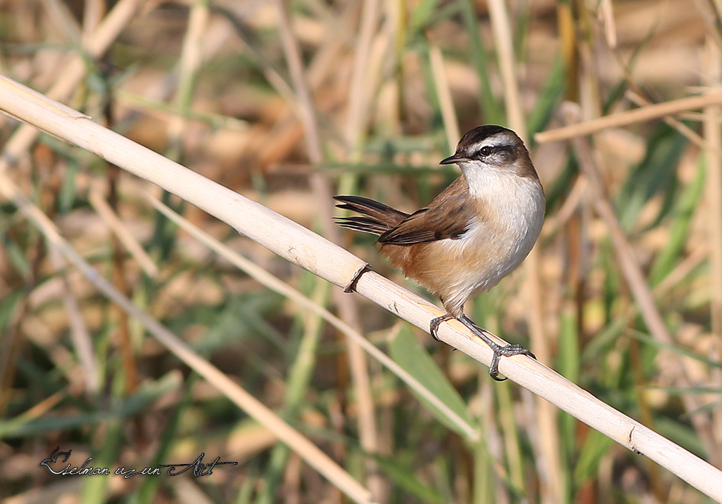 Moustached Warbler