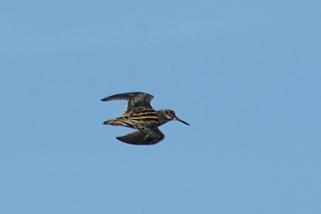 Jack Snipe