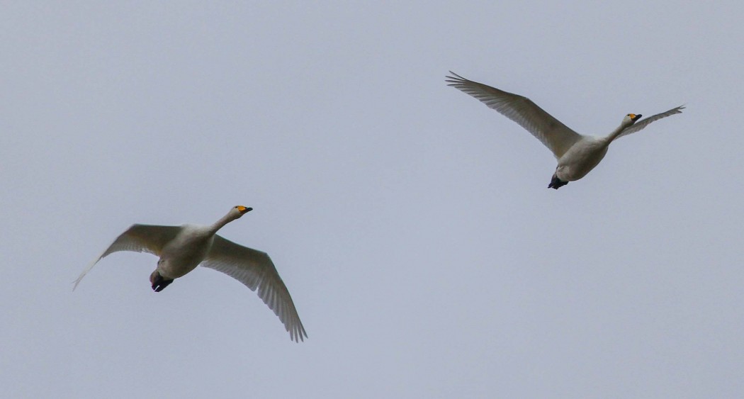 Whooper Swan