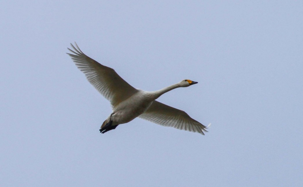 Tundra Swan