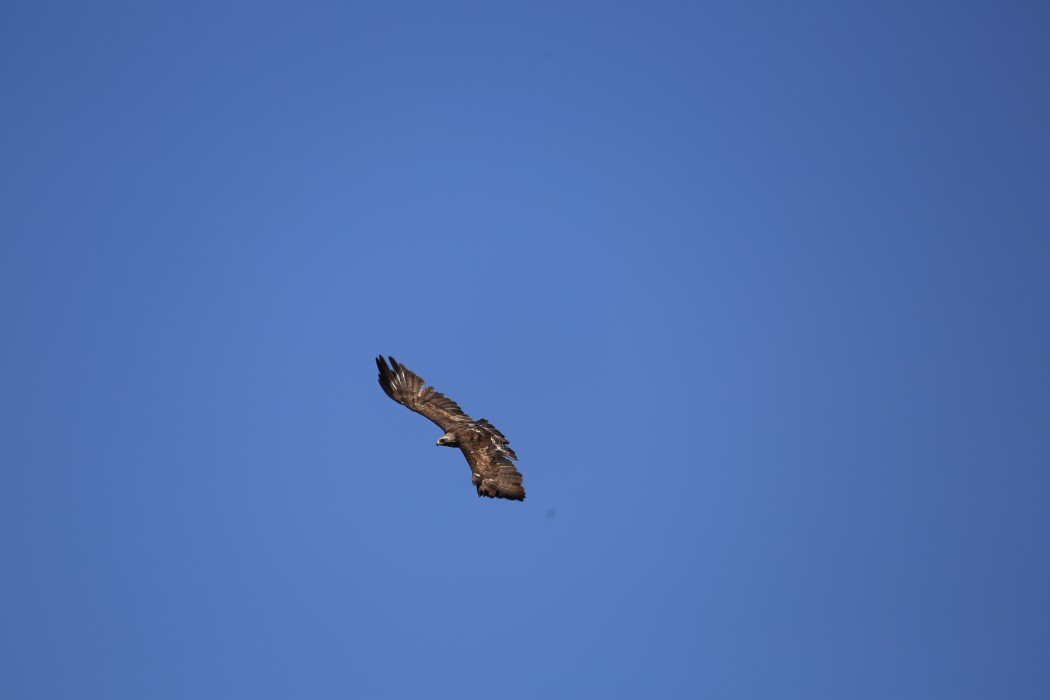 Golden Eagle