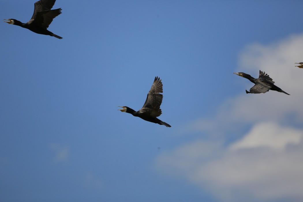 Great Cormorant