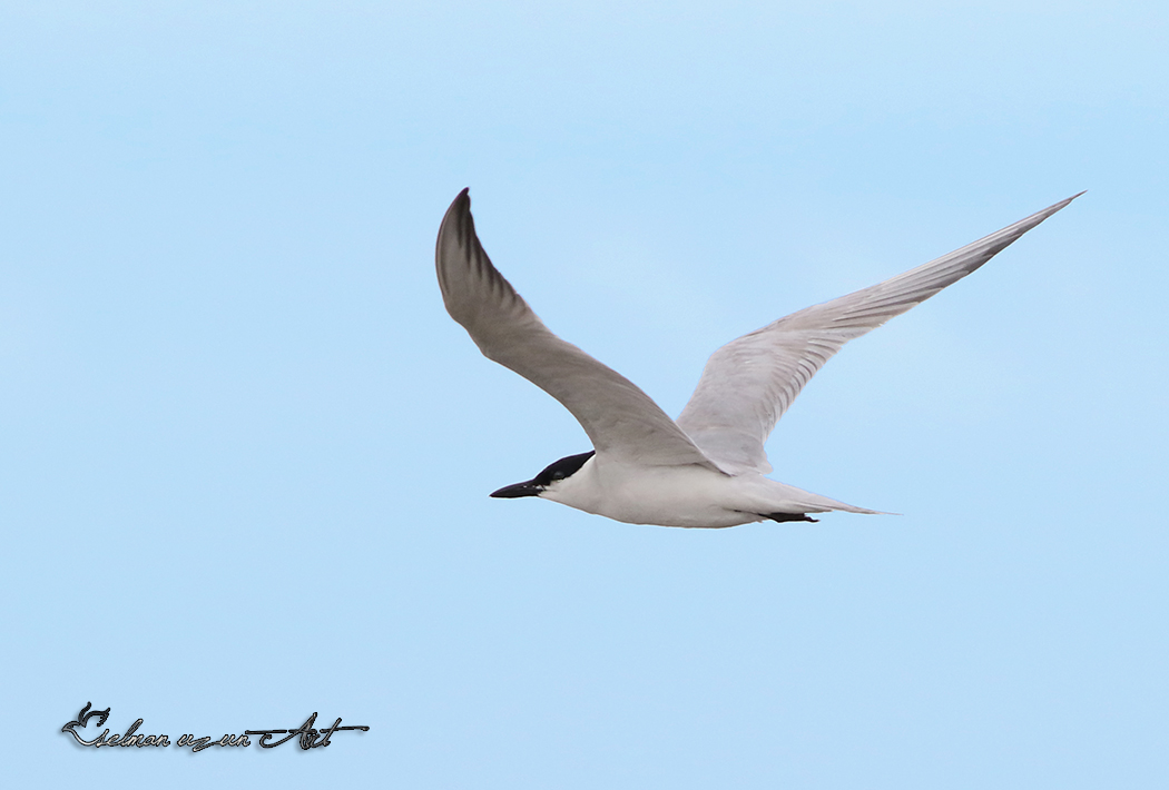 Gull-billed Tern