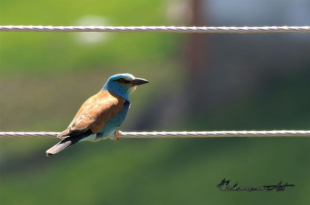 European Roller