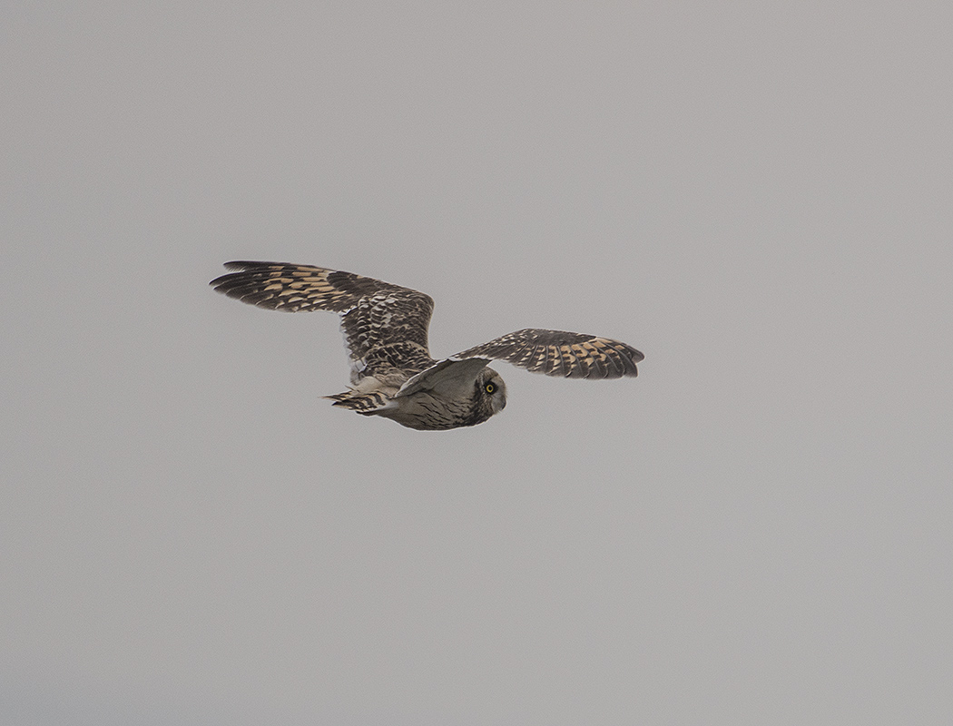 Short-eared Owl