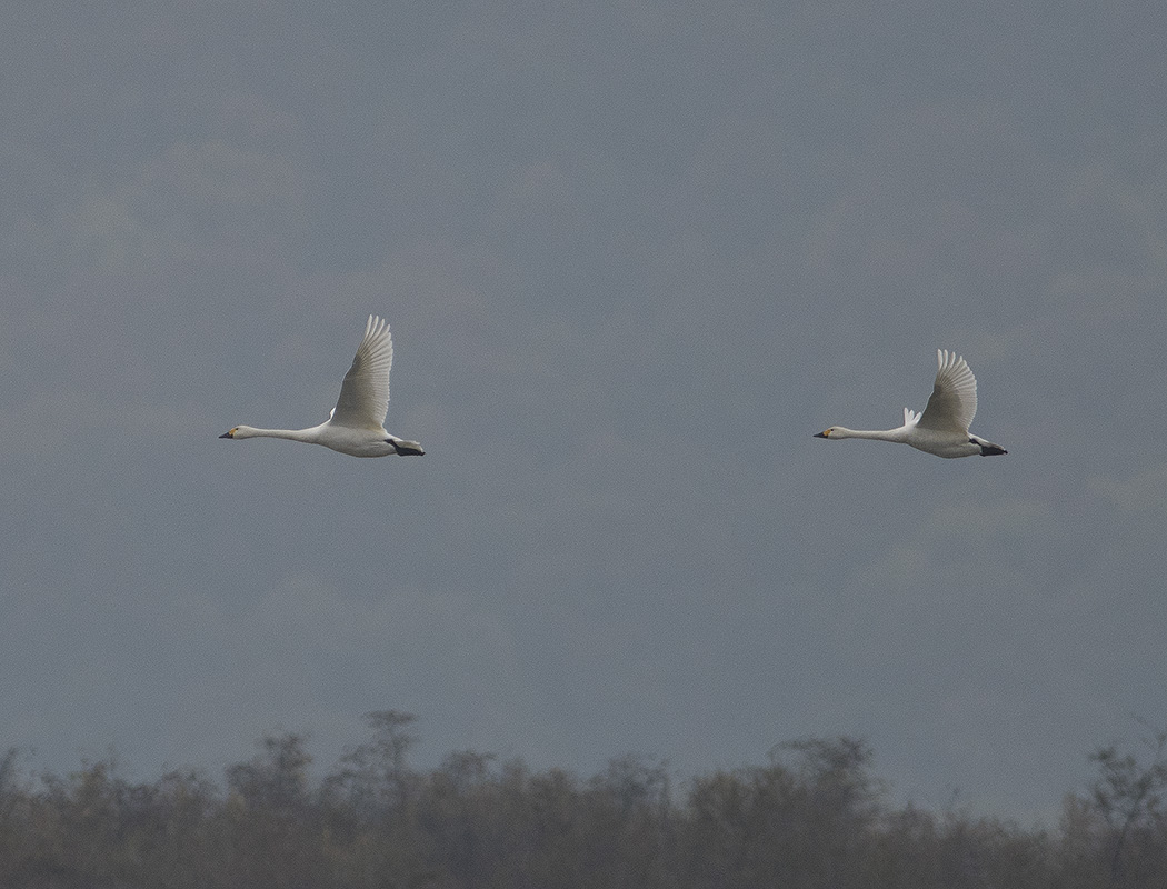 Tundra Swan