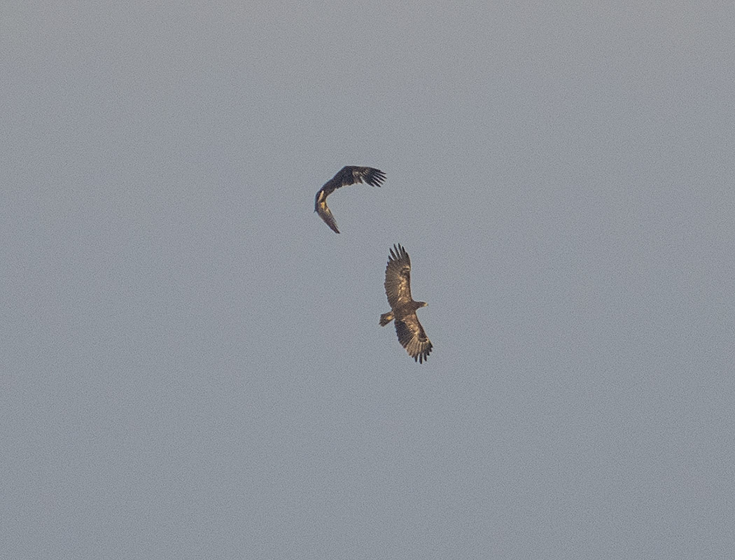 White-tailed Eagle
