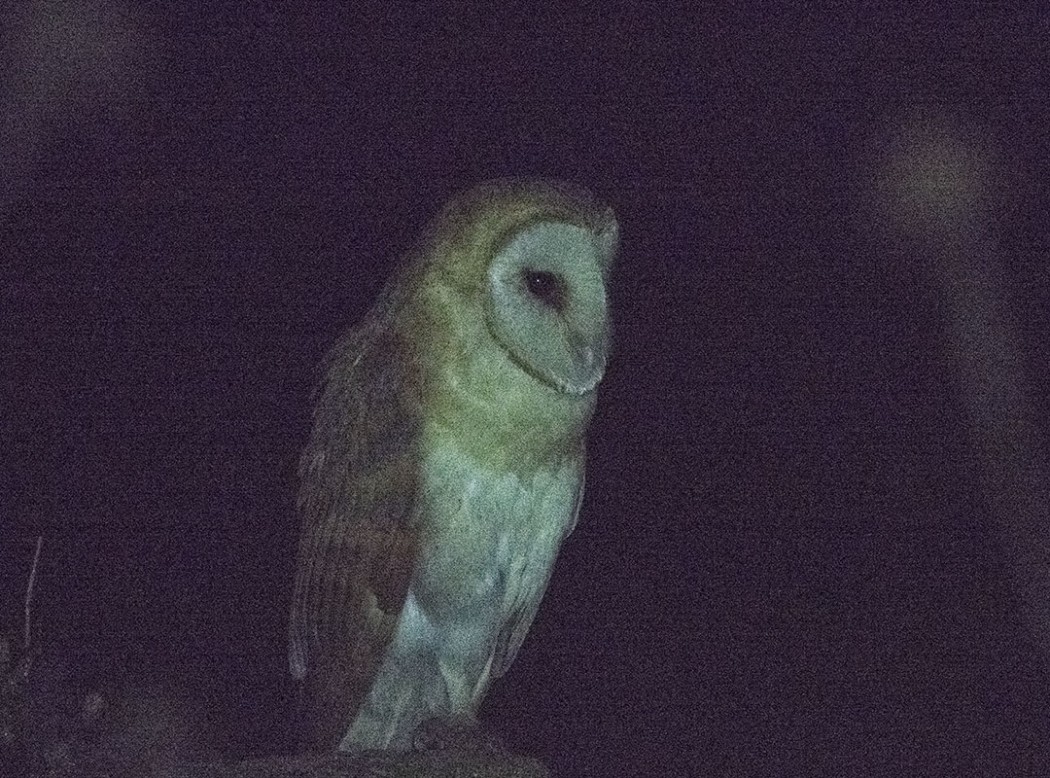 Western Barn Owl