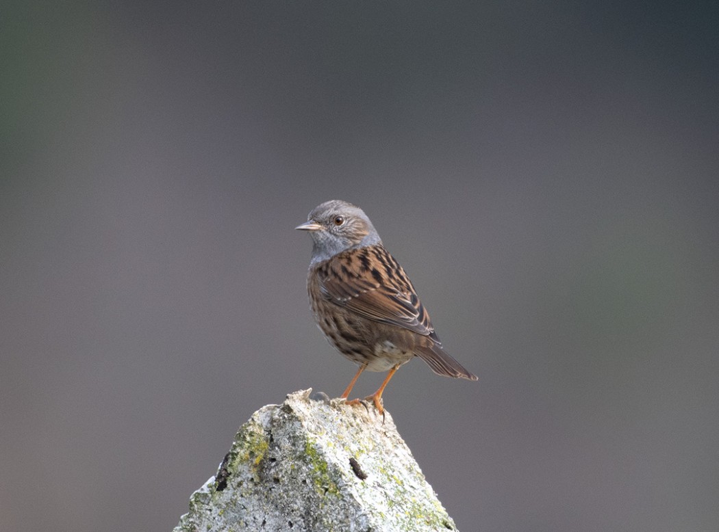 Dunnock