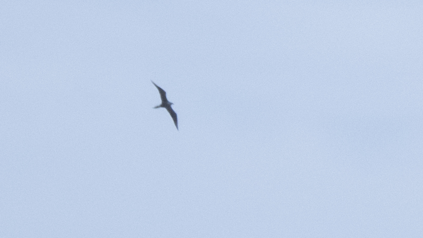 Parasitic Jaeger
