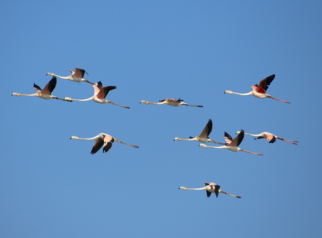 Greater Flamingo