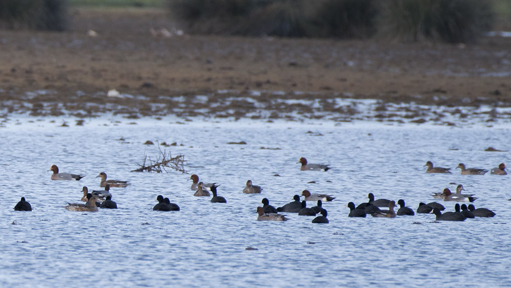 Eurasian Wigeon