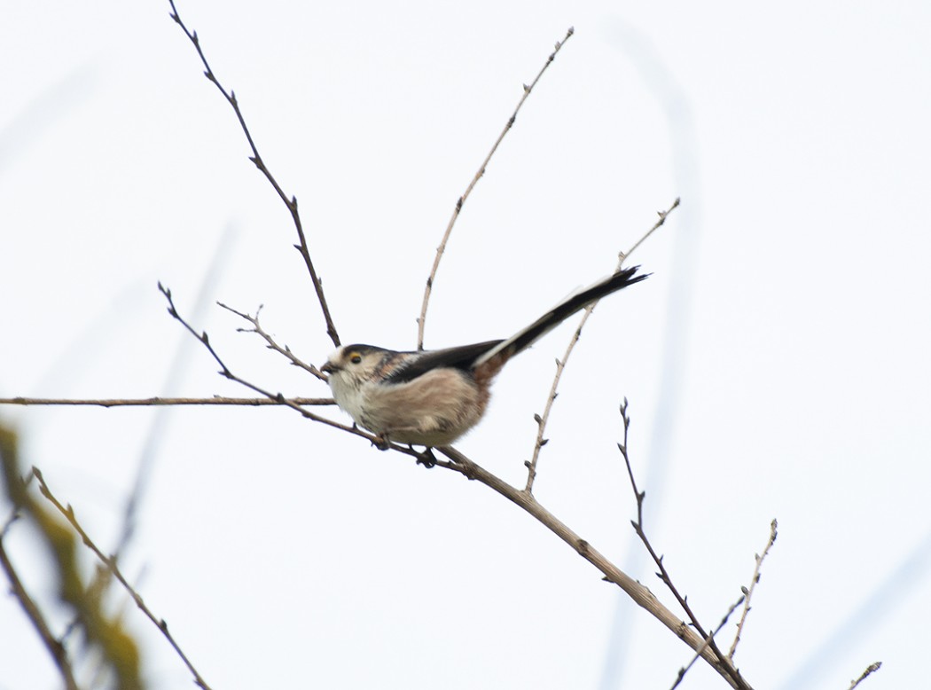 Long-tailed Tit