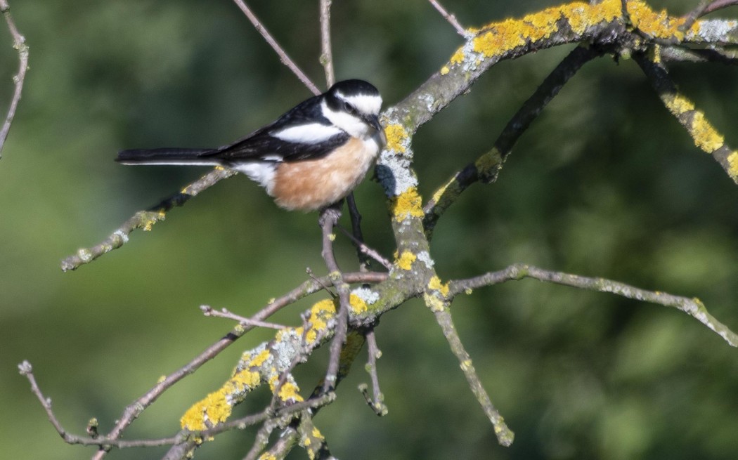 Masked Shrike