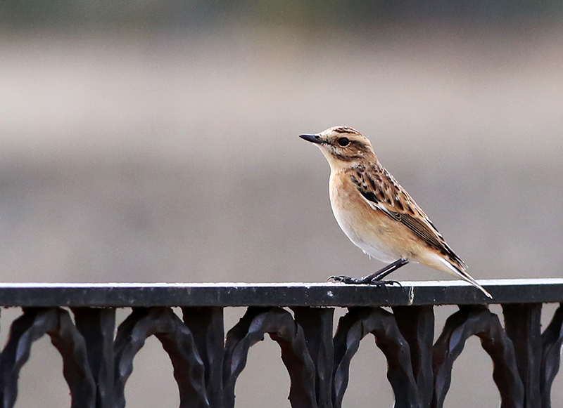 Whinchat