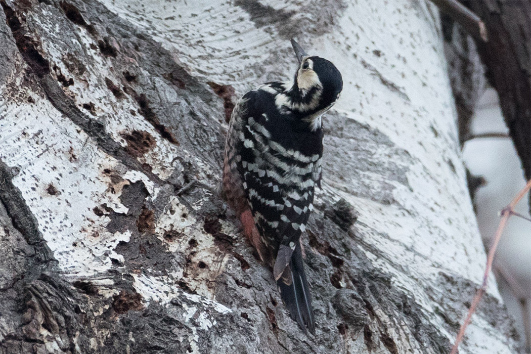 White-backed Woodpecker