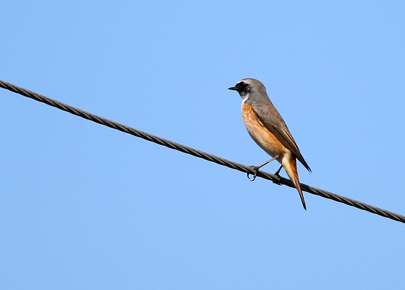 Common Redstart