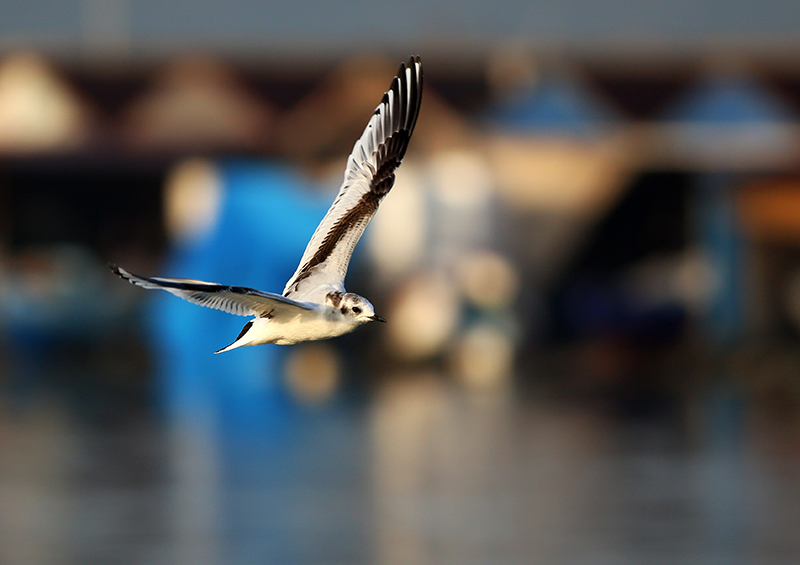 Little Gull