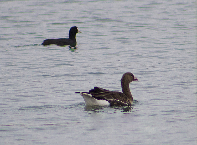 Greater White-fronted Goose