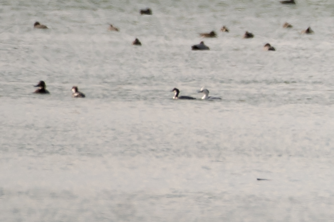 Smew