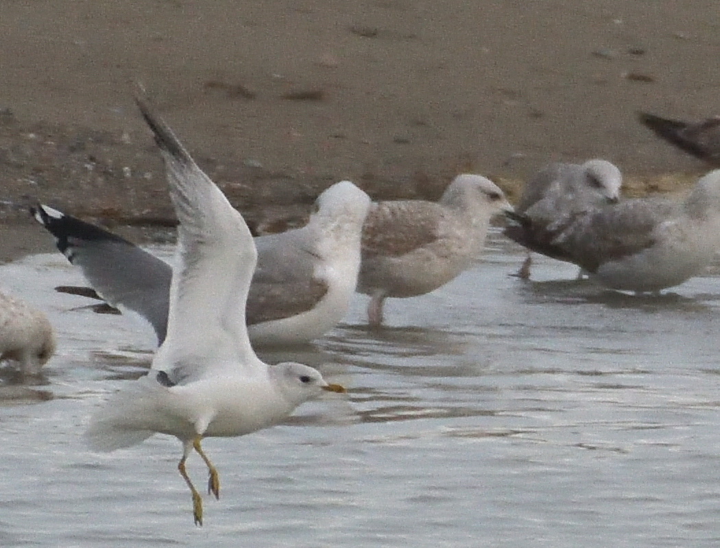 Common Gull