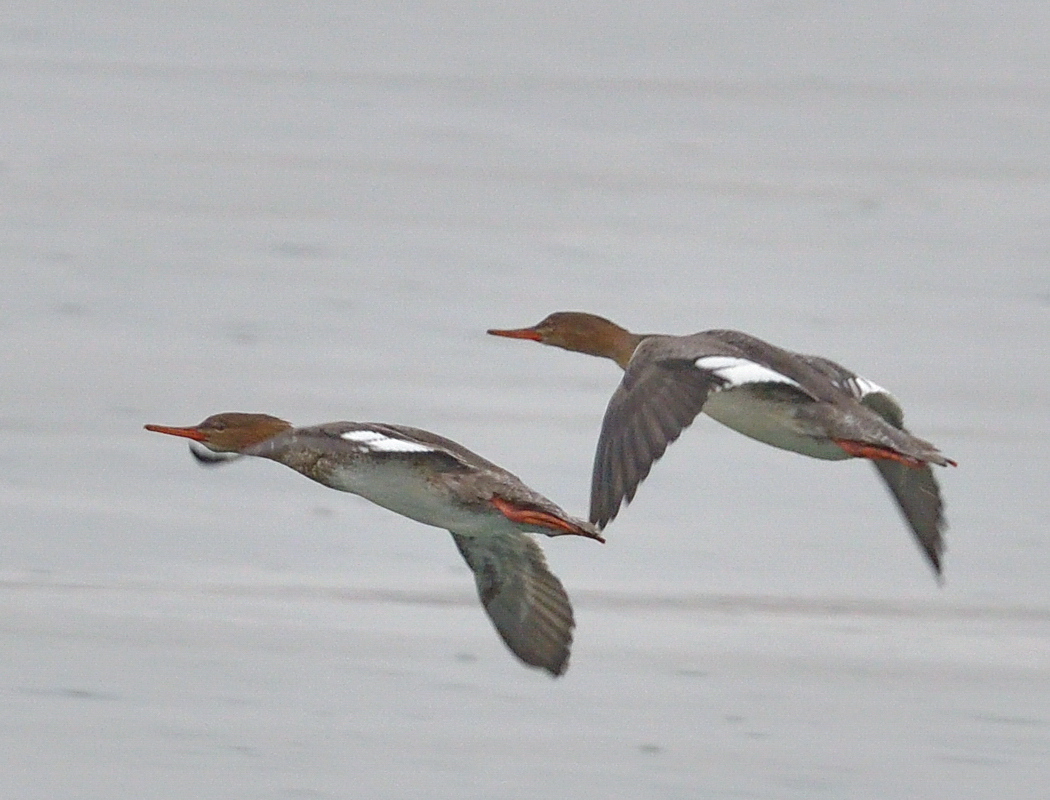 Red-breasted Merganser