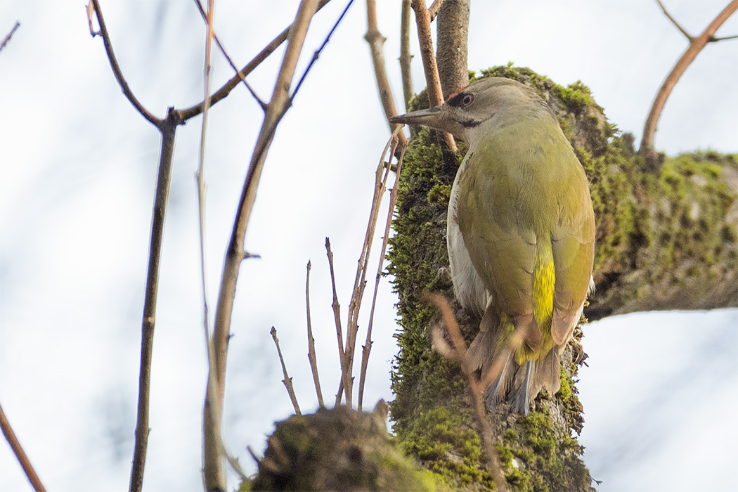 Grey-headed Woodpecker