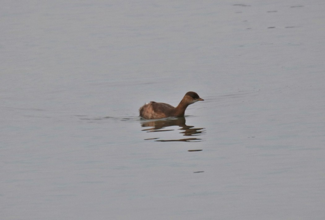 Little Grebe