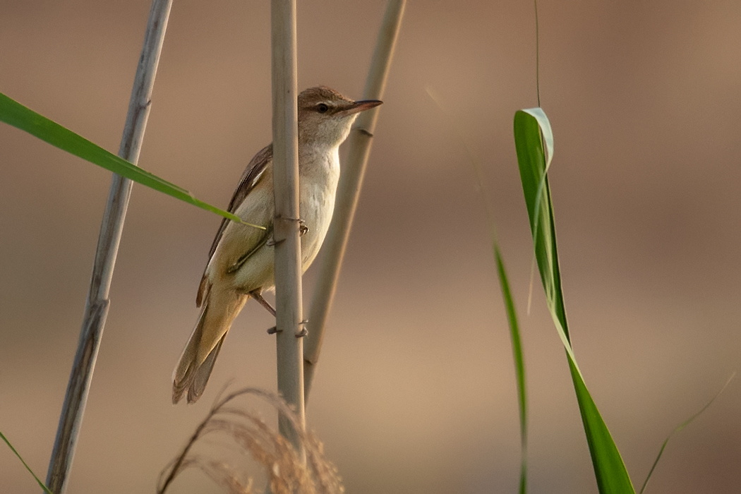 Great Reed Warbler