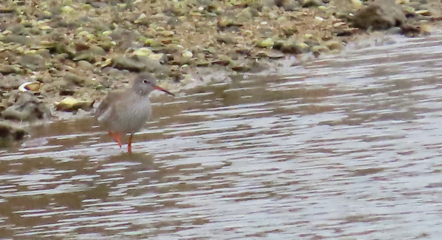 Common Redshank