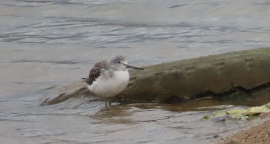 Common Greenshank