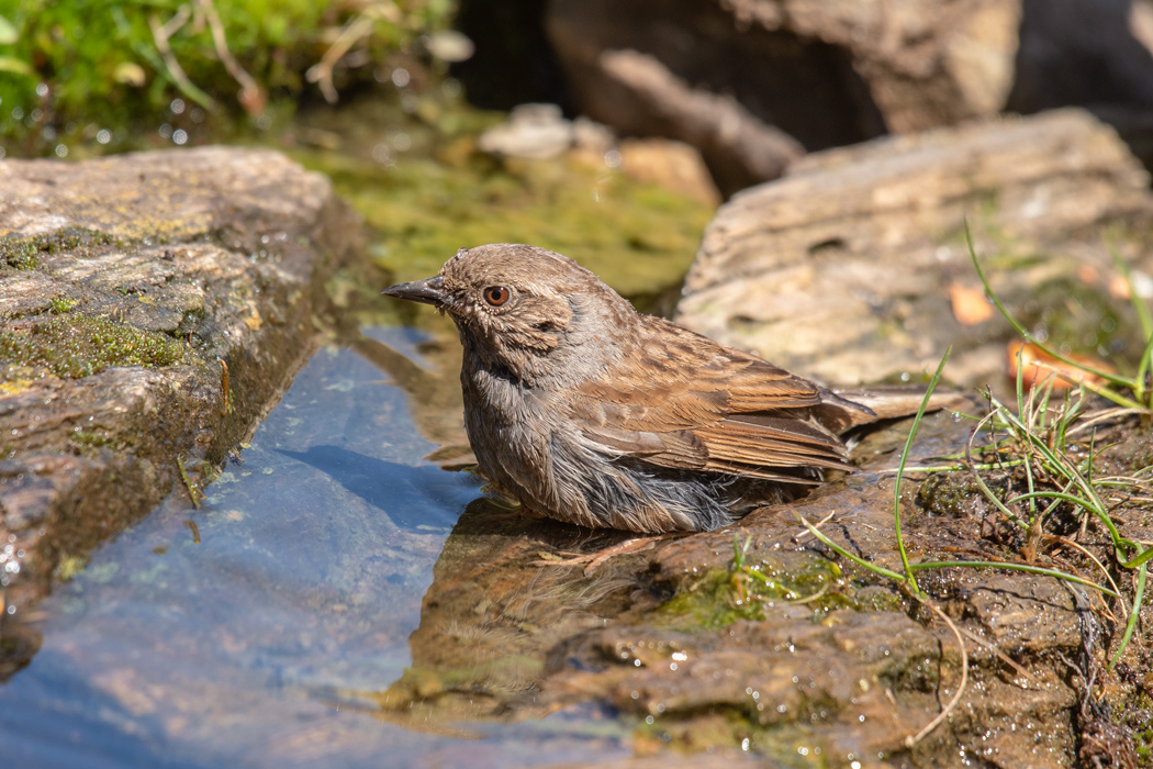 Dunnock