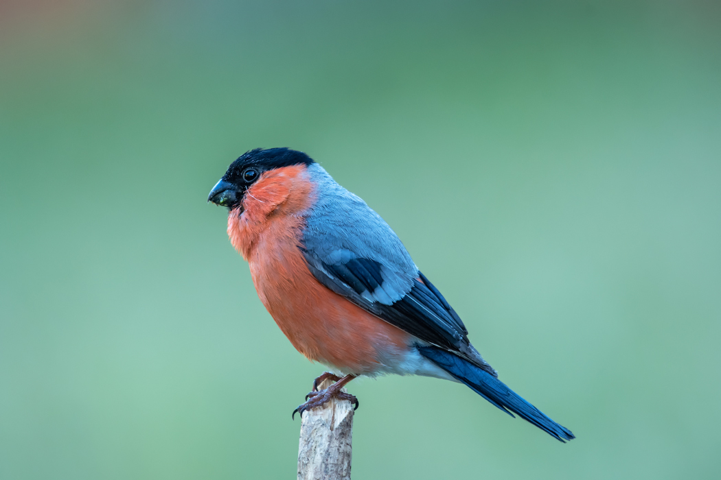Eurasian Bullfinch