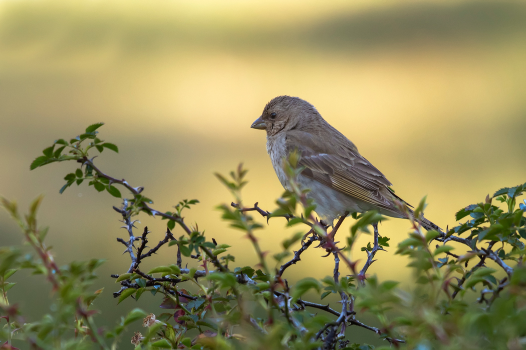 Common Rosefinch
